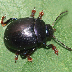 Chrysolina sturmi Chrysolina sturmi